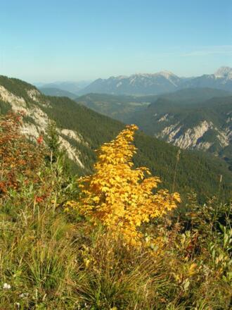 KREUZECK- LAUBHUETTE 007