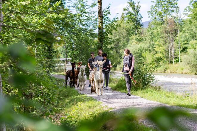 Alpaka Wanderungen am Tegernsee