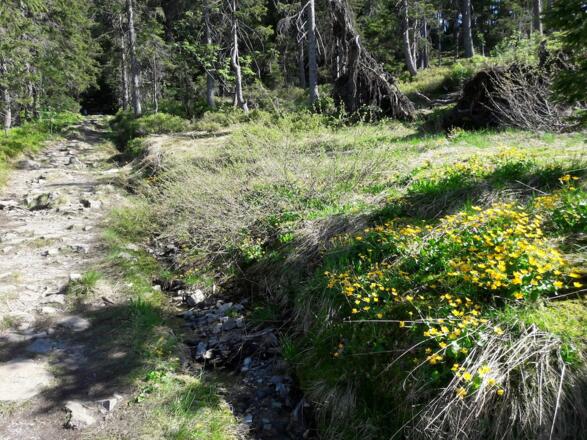 Anstieg zum Mittagsplatzl