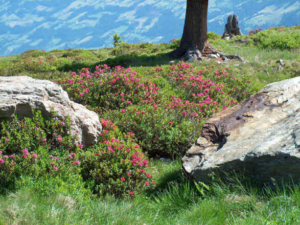 Unsere Ferienwohnungen sind komfortabel und gemütlich eingerichtet.