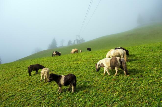 Shetland Ponys