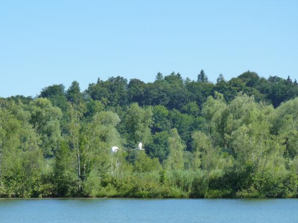 Schwäne am Badesee bei Bergham