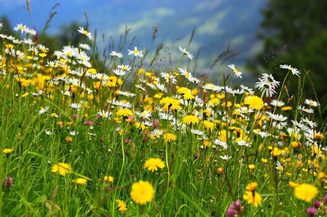 Blumenwiese