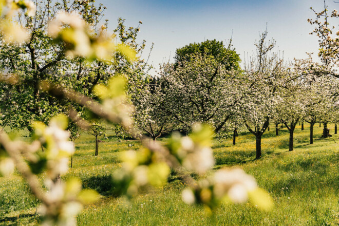 Streuobstwiese in der Blütezeit