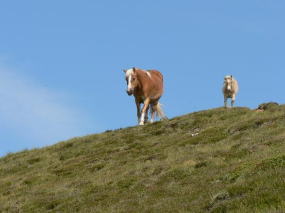 Pferde, Schafe, Kühe ... alle sehr friedlich