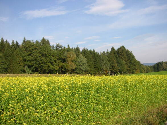Rapsfeld bei Zwölfling