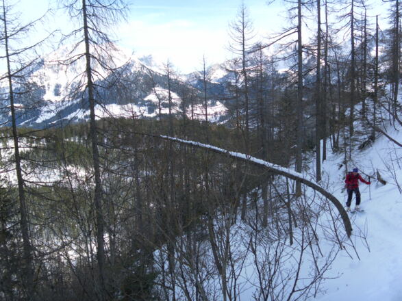 im staudigen Nordhang