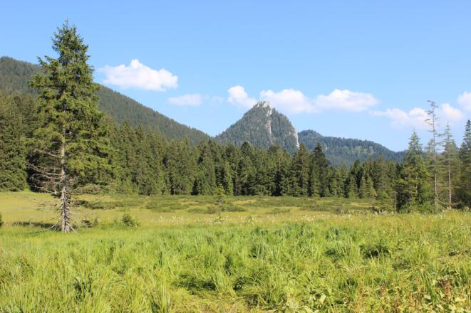 Hochmoor Schwarzentenn mit Blick zum Leonhardstein