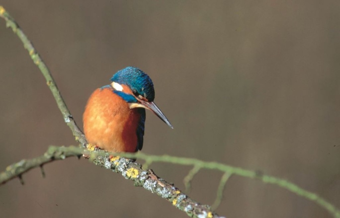Eisvogel