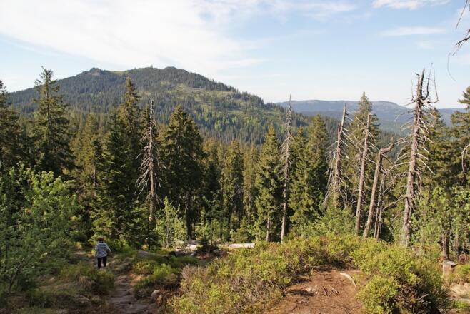 Abstieg vom Mittagsplatz mit Blick zum Gr. Arber