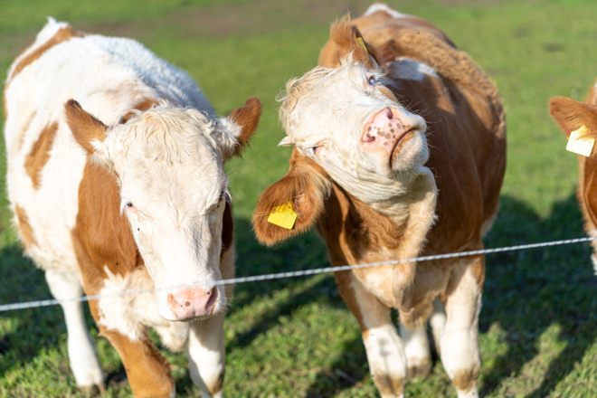 Jungvieh auf der Weide