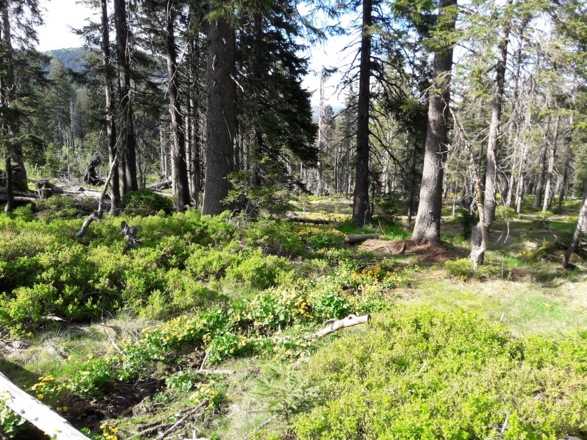 Am Steig zum Großen Arber