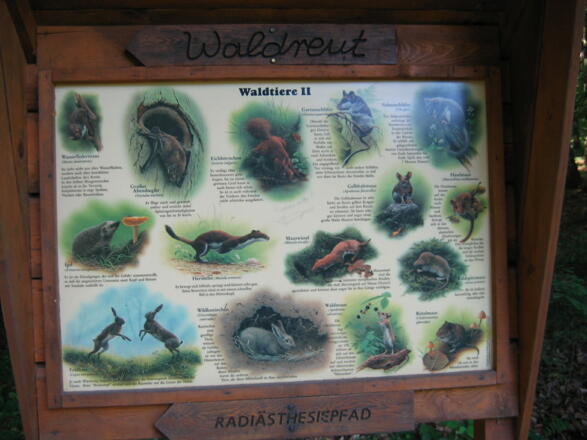Waldtiere
