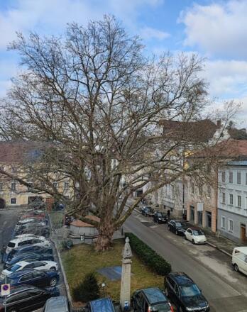 Platanen am Marktplatz in Mauthausen