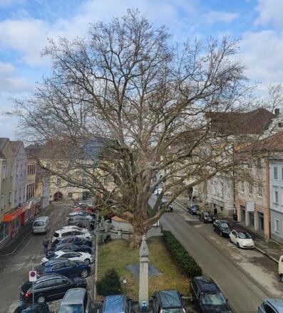 Platanen am Marktplatz in Mauthausen