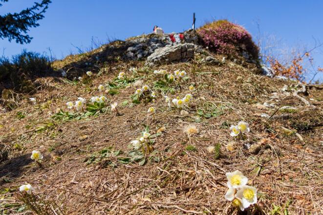 Schneerose untehalb des Hochsalm-Gipfels