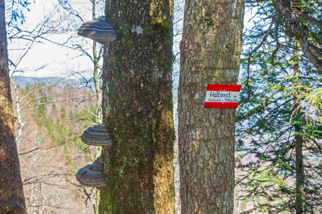 Halbzeit zwischen Hochsalm und Mittagstein