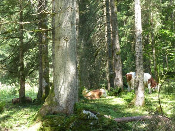 Weg zur Schwarzentenn