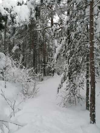 Wandern im Wald