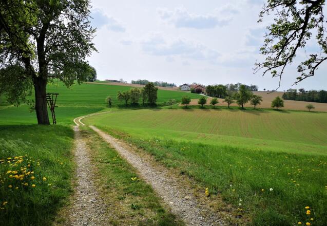 Herrlicher Feldweg in Mairdorf, Kremsmünster