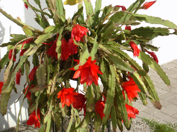 Haus an der Rott (Bad Birnbach)