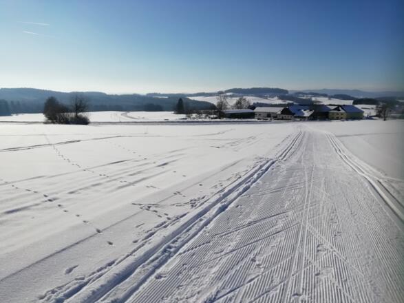 Langlaufen auf der Pirauloipe Nr. 15 in Deutsch Hörschlag