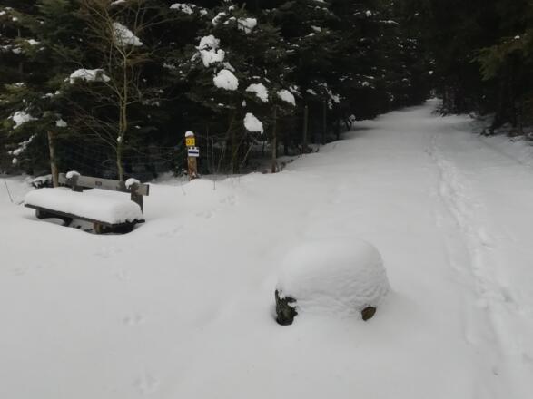 Nordwaldkammweg im Winter bei Holzmühle