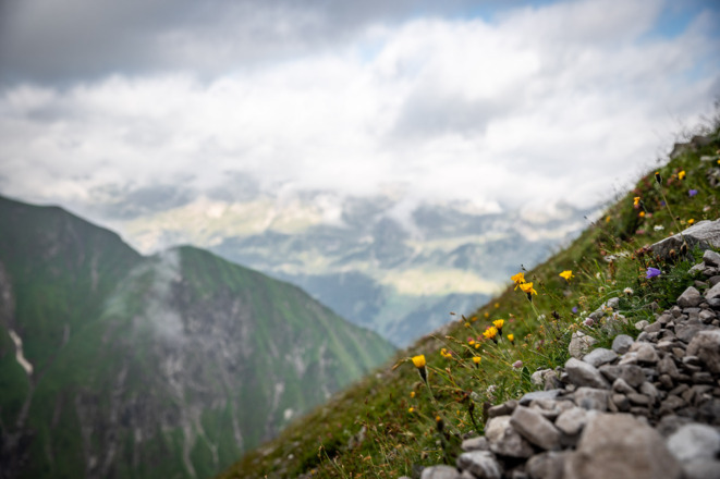 Blumenwiese kurz oberhalb des Waltenberger Haus'