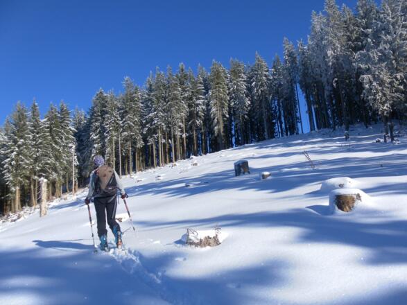 Waldschneise zum Gipfelkamm