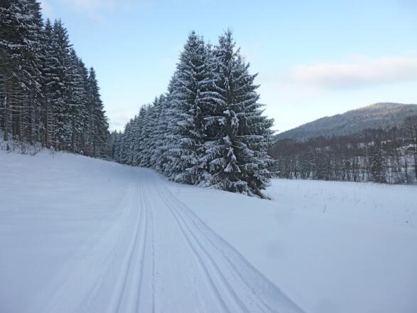 Flachstück mit Waldschneise