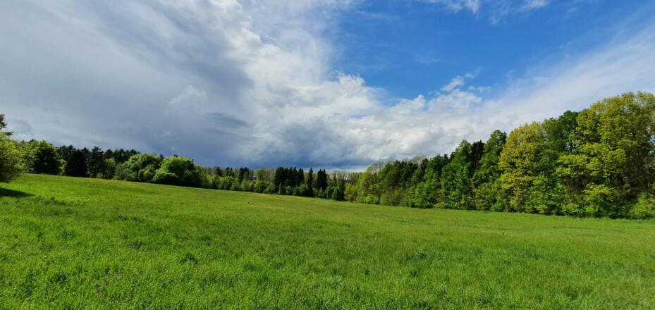 Naturerbe Frauenholz bei Oberhinkofen