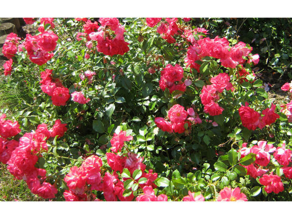 Ferienwohnung Cornelia (Bad Birnbach)