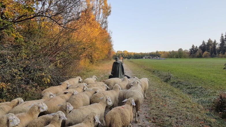 Schäfer mit Herde bei Oberhinkofen