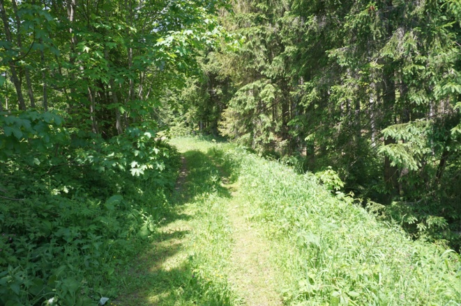 Verwachsene Forststraße gleich nach der Bergerbauern Reith