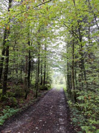 Waldweg Strubberg Mountainbike Route