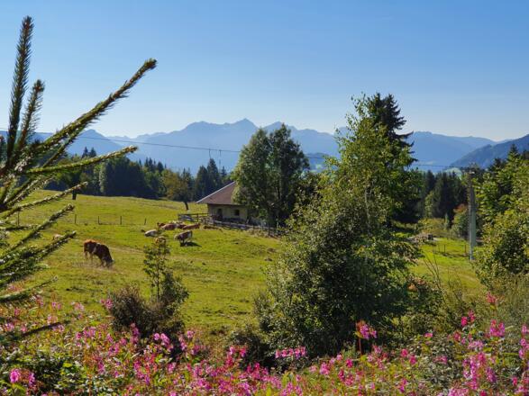Samerberg Hochries Weg zur Mittelstation