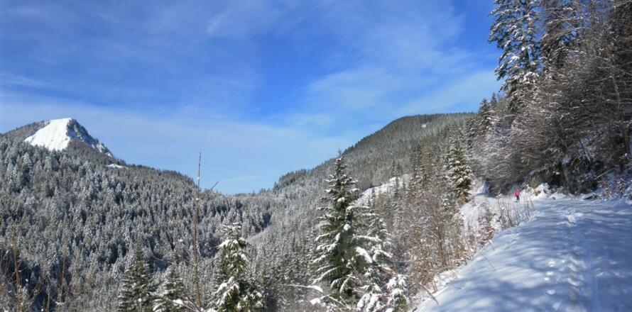 flacher Forstrückweg und Faistenauer Schafberg