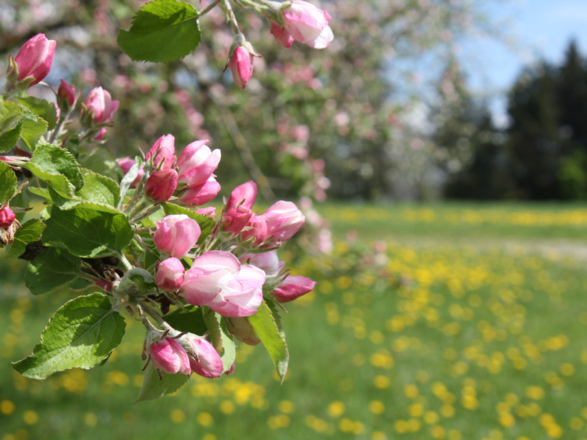 Apfelblüten