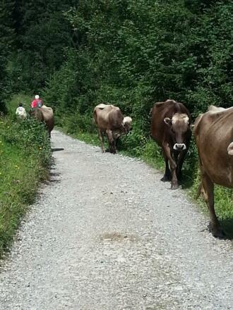 Zu Fuß, um die vielen Kühe zu treffen