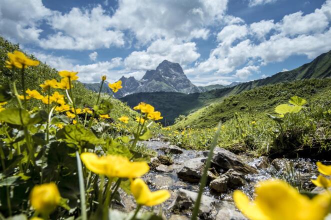 Derratal Widderstein Blumen _Dominik Berchtold (c)
