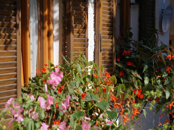 Blumen am Fenster