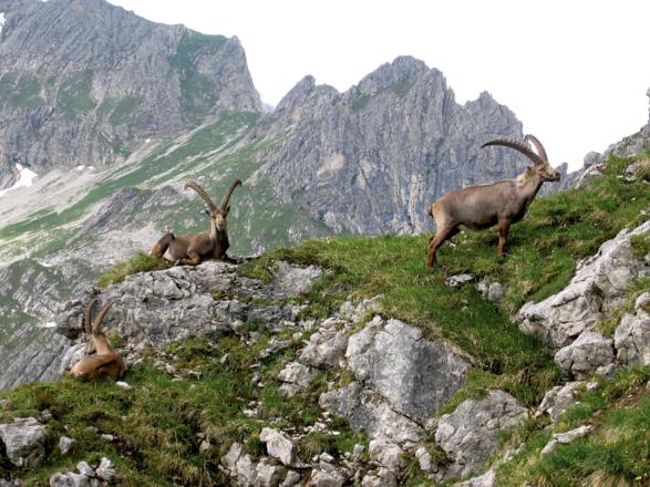 Kleinwalsertal Steinbockrevier Rolf Schuster (c) R