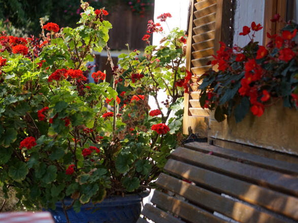 Blumen