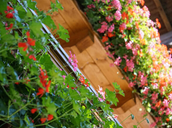 Blumen am Balkon