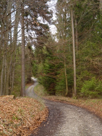 Auf breiten Forstwegen geht es durch den Wald.