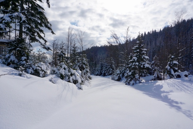 Forstweg nach der Hirschbachschwelle
