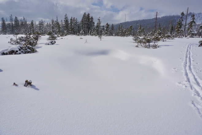 Zwieselter Filz - schneebedecktes Moorauge