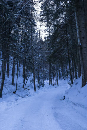 Der Weg durch das Zeiselbachtal.