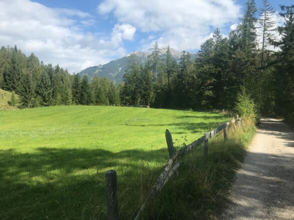 Bergwiese an der Südseite des Gschwandtkopfes