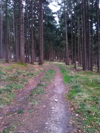 Waldweg um den Hohenberg